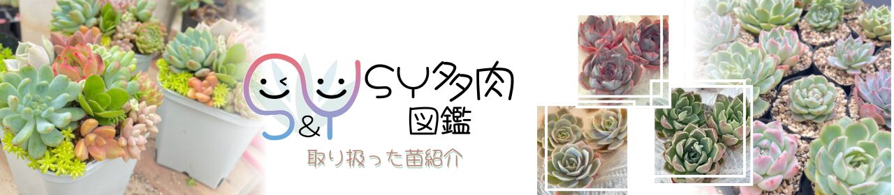 SY多肉図鑑