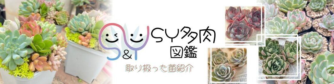 SY多肉図鑑